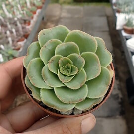 Aeonium holochrysum   Tenerife