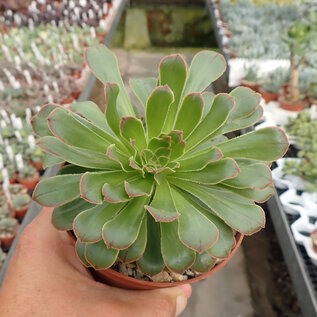 Aeonium holochrysum   Tenerife