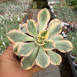 Aeonium Hybr. Sunburst