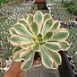 Aeonium Hybr. Sunburst