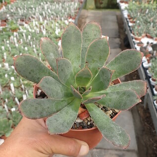 Aeonium percarneum