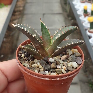 Agave titanota  cv. Red Catweezle