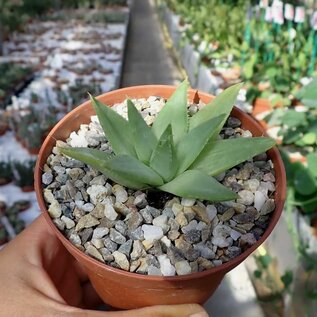 Aloe polyphylla Spiral-Aloe   Lesoto, Südafrika   CITES, not outside EU