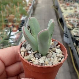 Conophytum bilobum