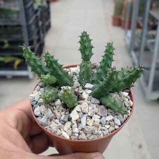 Huernia keniensis