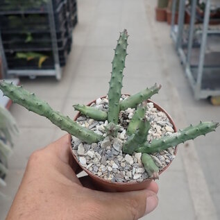 Huernia hislopii