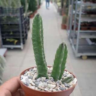 Stapelia hirsuta