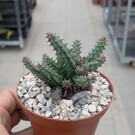 Huernia aff. Schneideriana