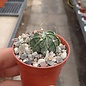Astrophytum capricorne cv. krausii