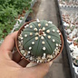 Astrophytum asterias cv. nudum     CITES, not outside EU