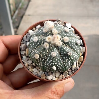 Astrophytum asterias      CITES, not outside EU