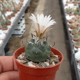 Turbinicarpus schmiedickeanus      CITES, not outside EU