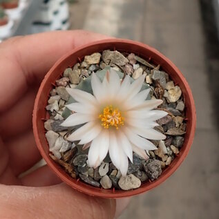 Turbinicarpus schmiedickeanus      CITES, not outside EU