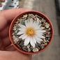 Turbinicarpus schmiedickeanus      CITES, not outside EU