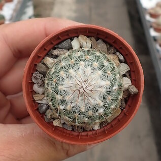 Turbinicarpus saueri      CITES, not outside EU