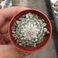 Turbinicarpus saueri      CITES, not outside EU