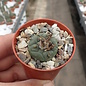 Turbinicarpus polaskii XL      CITES, not outside EU