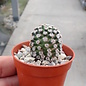 Mammillaria hernandezii