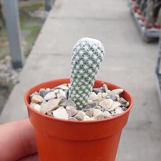 Mammillaria herrerae  v. albiflora