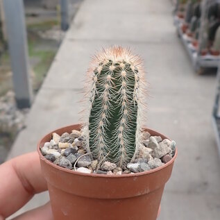 Echinocereus reichenbachii v. baileyi      (dw)