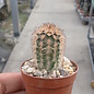 Echinocereus reichenbachii v. fitchii      (dw)