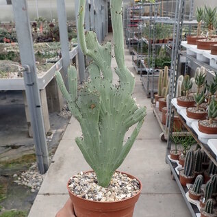 Senecio antheuphorbium     cristata