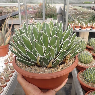 Agave victoriae-reginae compacta