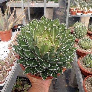 Agave victoriae-reginae compacta