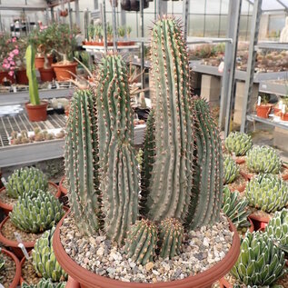 Hoodia pilifera XL