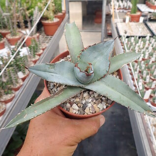 Agave titanota  cv. White Ice