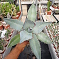 Agave titanota  cv. White Ice