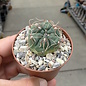 Gymnocalycium ourselianum