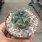 Gymnocalycium ourselianum