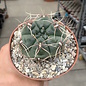 Gymnocalycium ourselianum