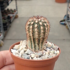 Echinocereus reichenbachii ssp. perbellus  Chadbourne, Runnel Co., TX, USA