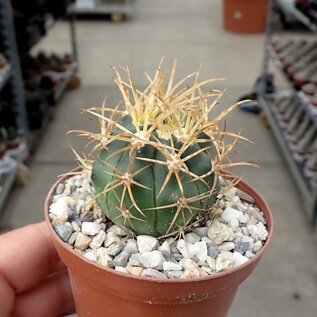 Ferocactus chrysacanthus