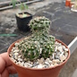 Copiapoa paposoensis