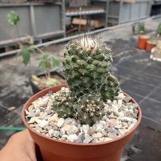 Copiapoa paposoensis