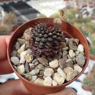 Frailea angelesii   Concordia, Entre Rios, Argentinien