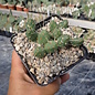 Tephrocactus ovatus       (dw)