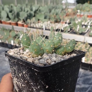 Tephrocactus ovatus       (dw)