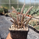 Pterocactus tuberosus       (dw)