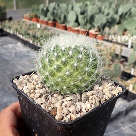 Mammillaria senilis       (dw)