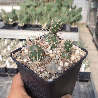 Opuntia fragilis cv. Archeluta  2000m    (dw)