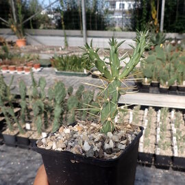 Cylindropuntia davisii cv. Golden Lion      (dw)