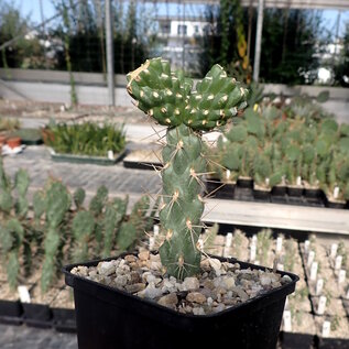 Cylindropuntia x viridiflora cv. Bernstein      (dw)