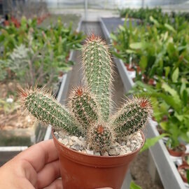 Echinocereus sanpedroensis   Son, MEX