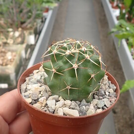 Echinocereus hempelii   Buenaventura, Chihuahua, Mexiko