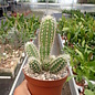 Echinocereus scheeri ssp. paridensis  Choix Son., MEX