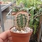 Echinocereus x lloydii   Texas, USA